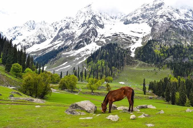 The Kashmir Trip